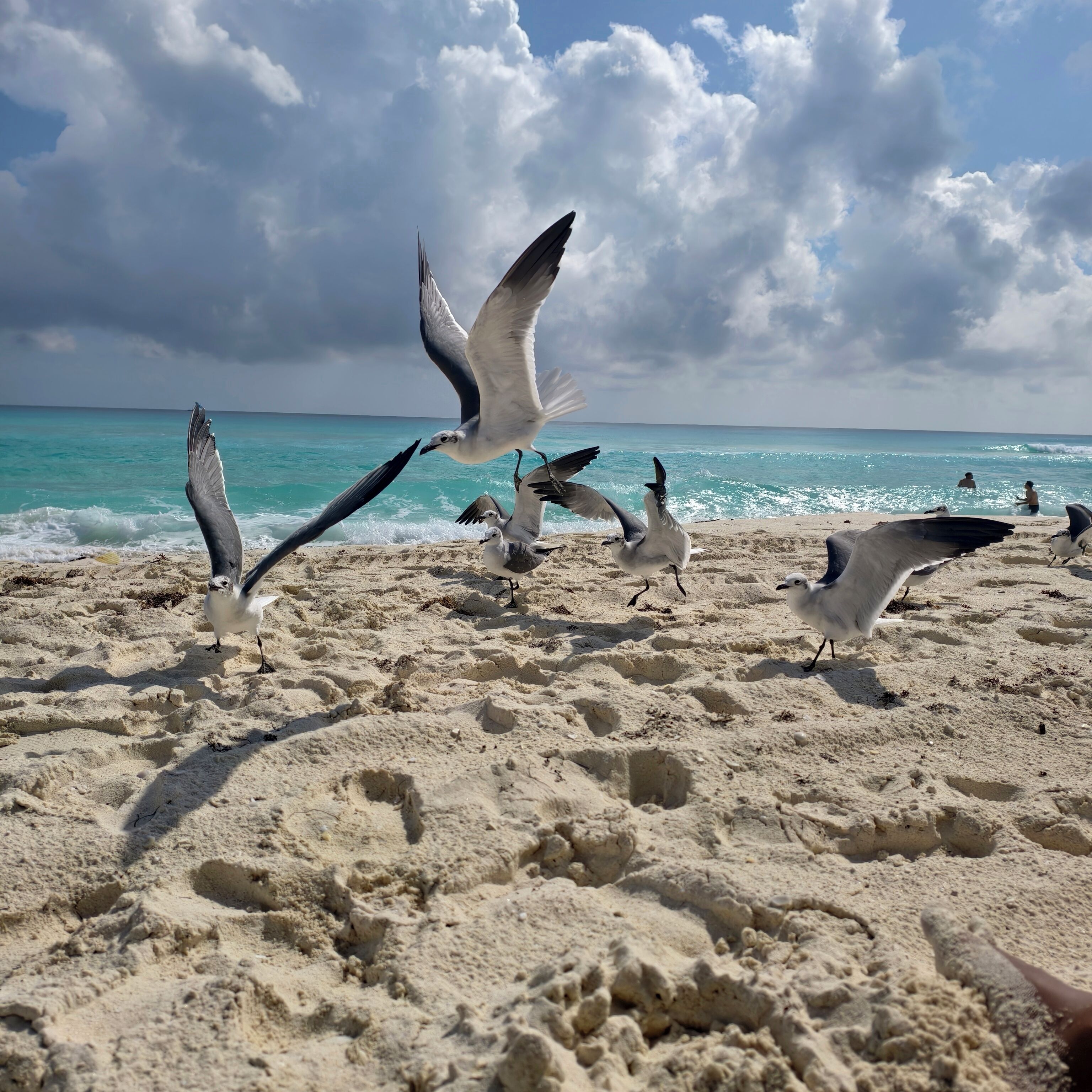 Ein Strand mit Sand und Vögeln.