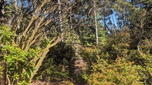 A forested area with a dirt path.