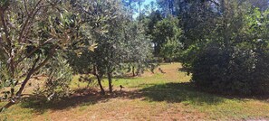 Property grounds - A stunning, air-conditioned property with a saltwater swimming pool and large wooded grounds, in... (SEILLANS)