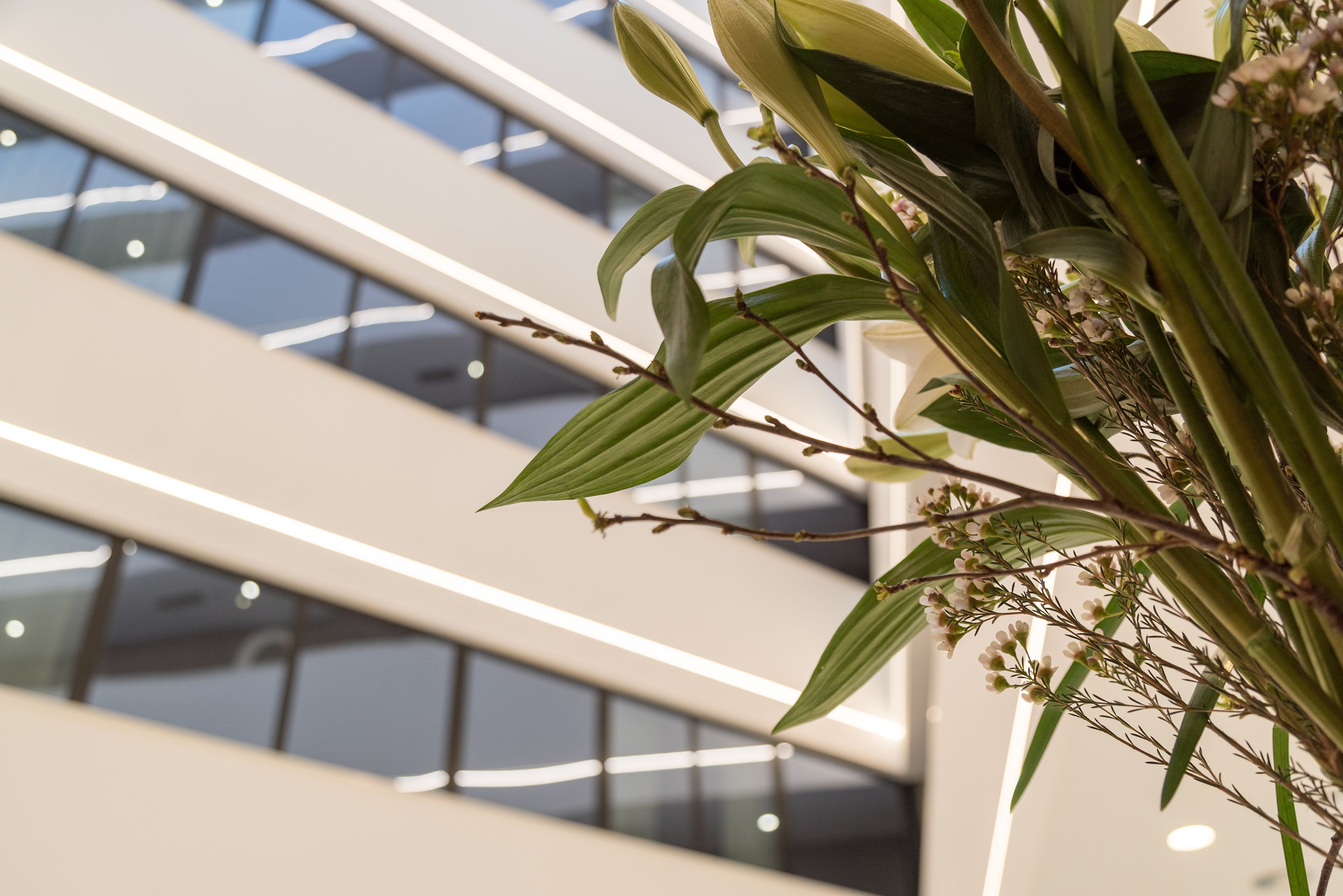 Un bâtiment moderne doté de grandes fenêtres et agrémenté d’une plante aux feuilles vertes et aux fleurs blanches.