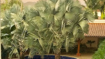 Outdoor pool, free cabanas, pool umbrellas