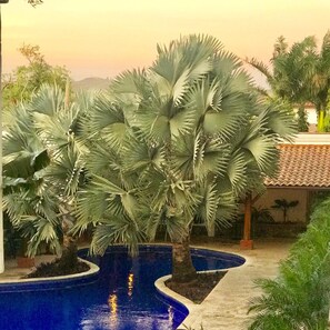 A pool surrounded by palm trees and a tiled roof structure. - Hotel Gran David (Santiago)