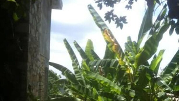 Un sendero estrecho bordeado por exuberantes plantas de banano y un muro de piedra, que lleva a una zona luminosa.