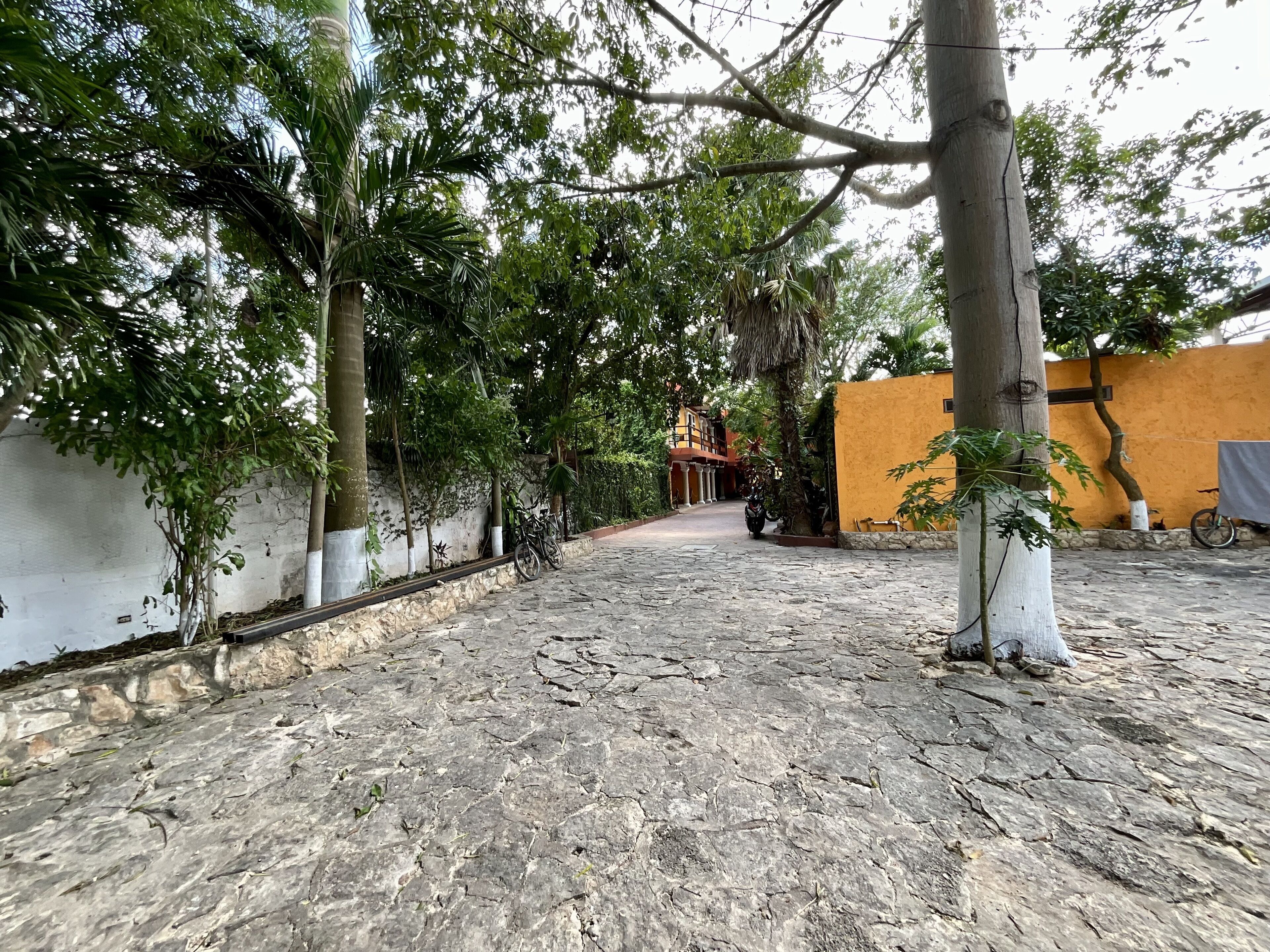 A courtyard with a stone pathway, trees, and a building with columns in the background.