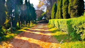 Un sendero de tierra flanqueado por setos cuidados y altos árboles, que conduce hacia un edificio a lo lejos.