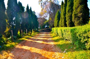 Un sendero de tierra flanqueado por setos cuidados y altos árboles, que conduce hacia un edificio a lo lejos.