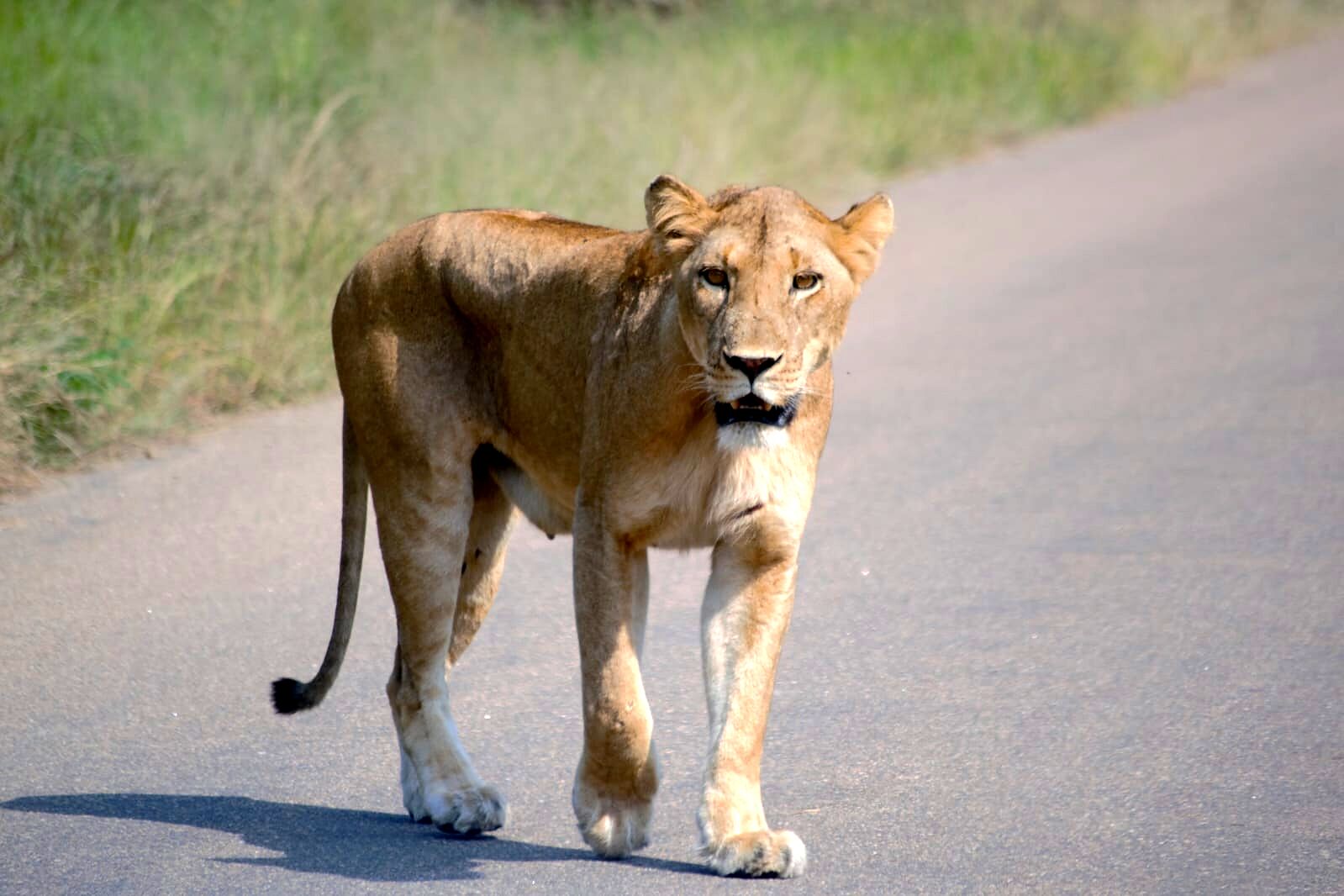 A lion walking on a paved road.