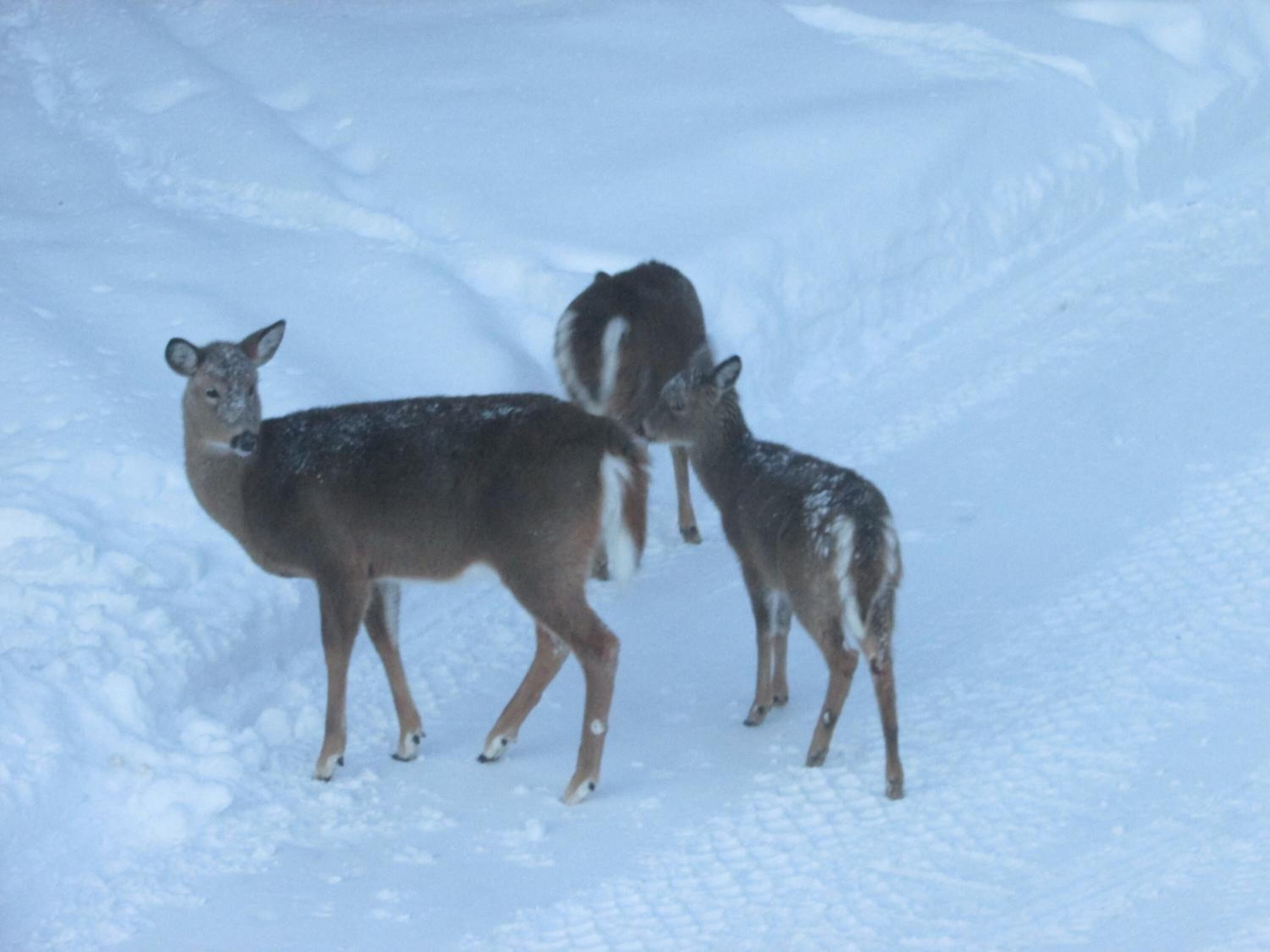 Three deer in a snowy landscape.