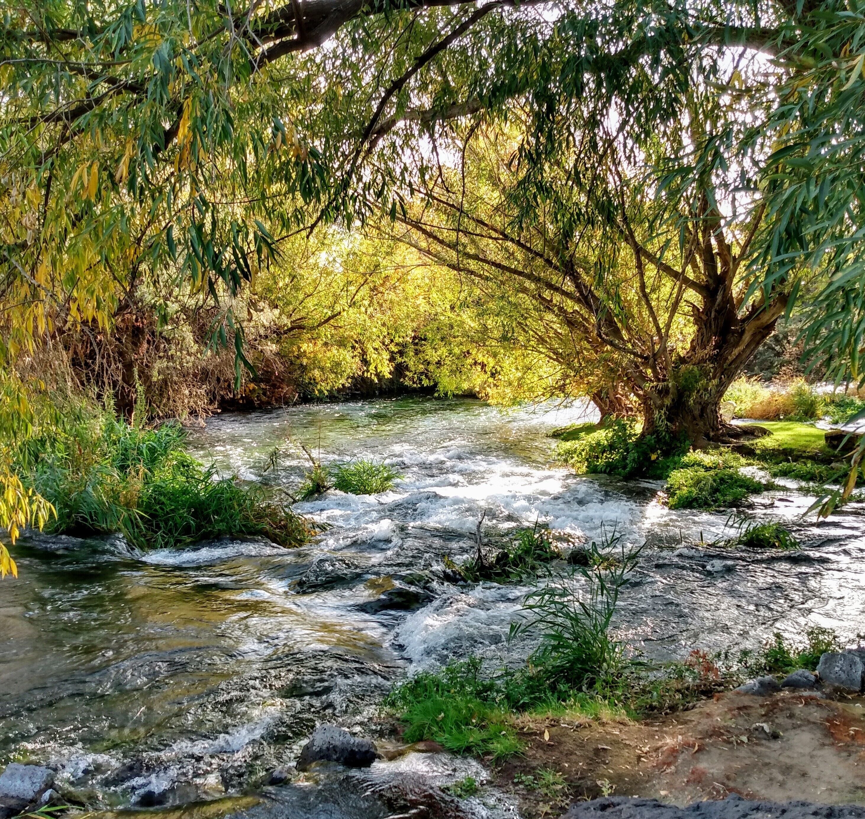 Um rio serpenteando por uma área florestada, com árvores e pedras.