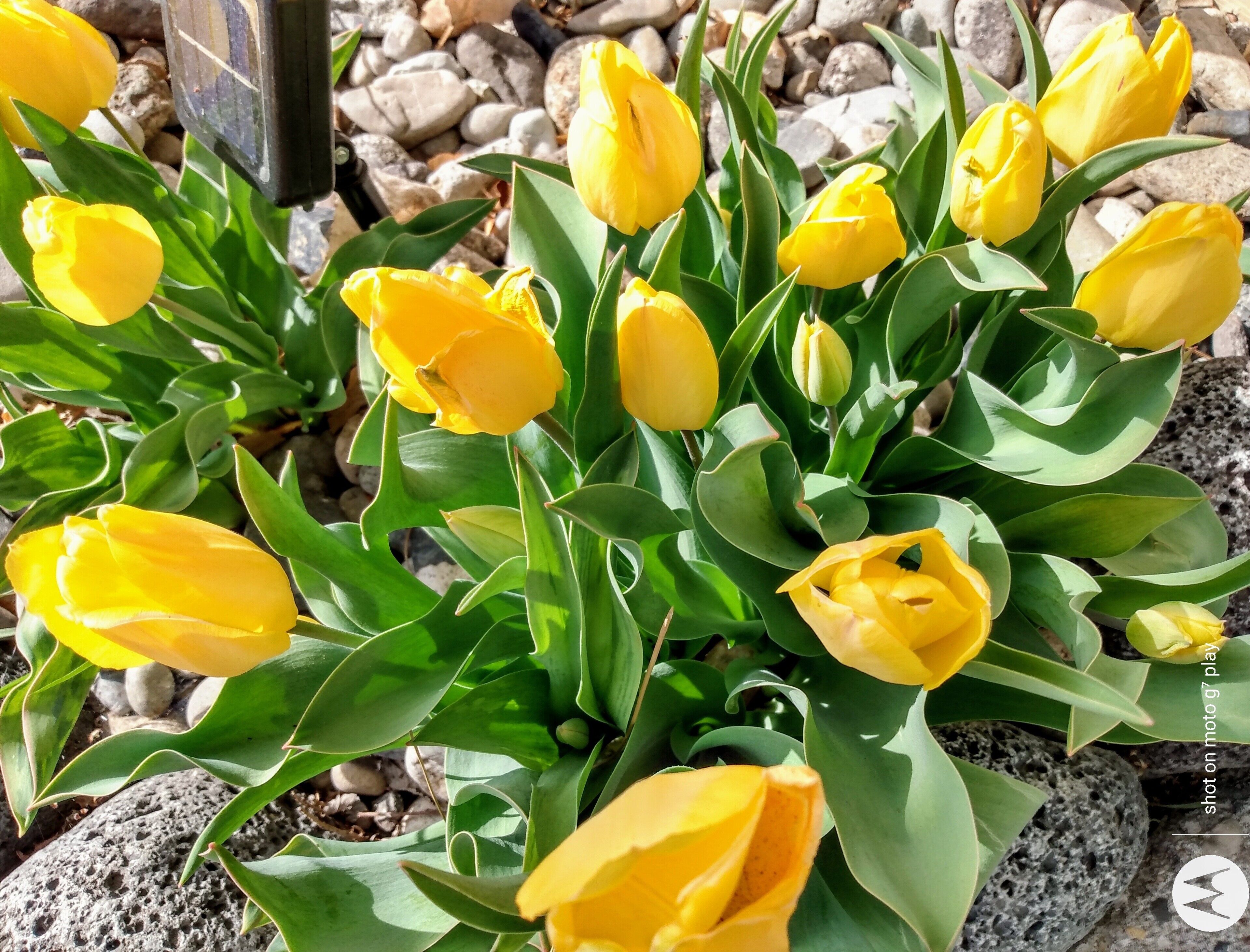 A garden with yellow tulips and green leaves.