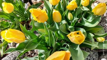 A garden with yellow tulips and green leaves.