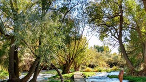 A serene park with a wooden bridge, a bench, and a river. - Billingsley Creek (Hagerman)