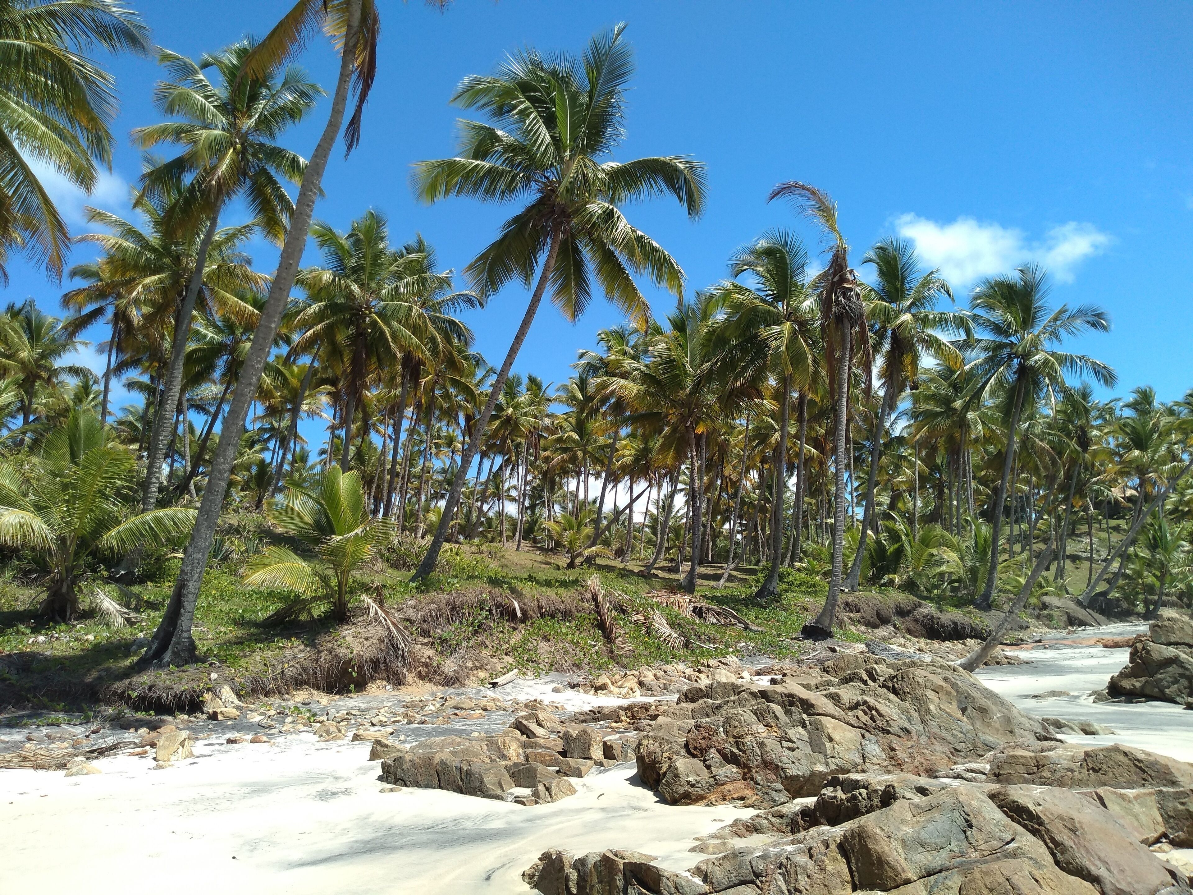 A tropical beach with palm trees and rocky terrain.