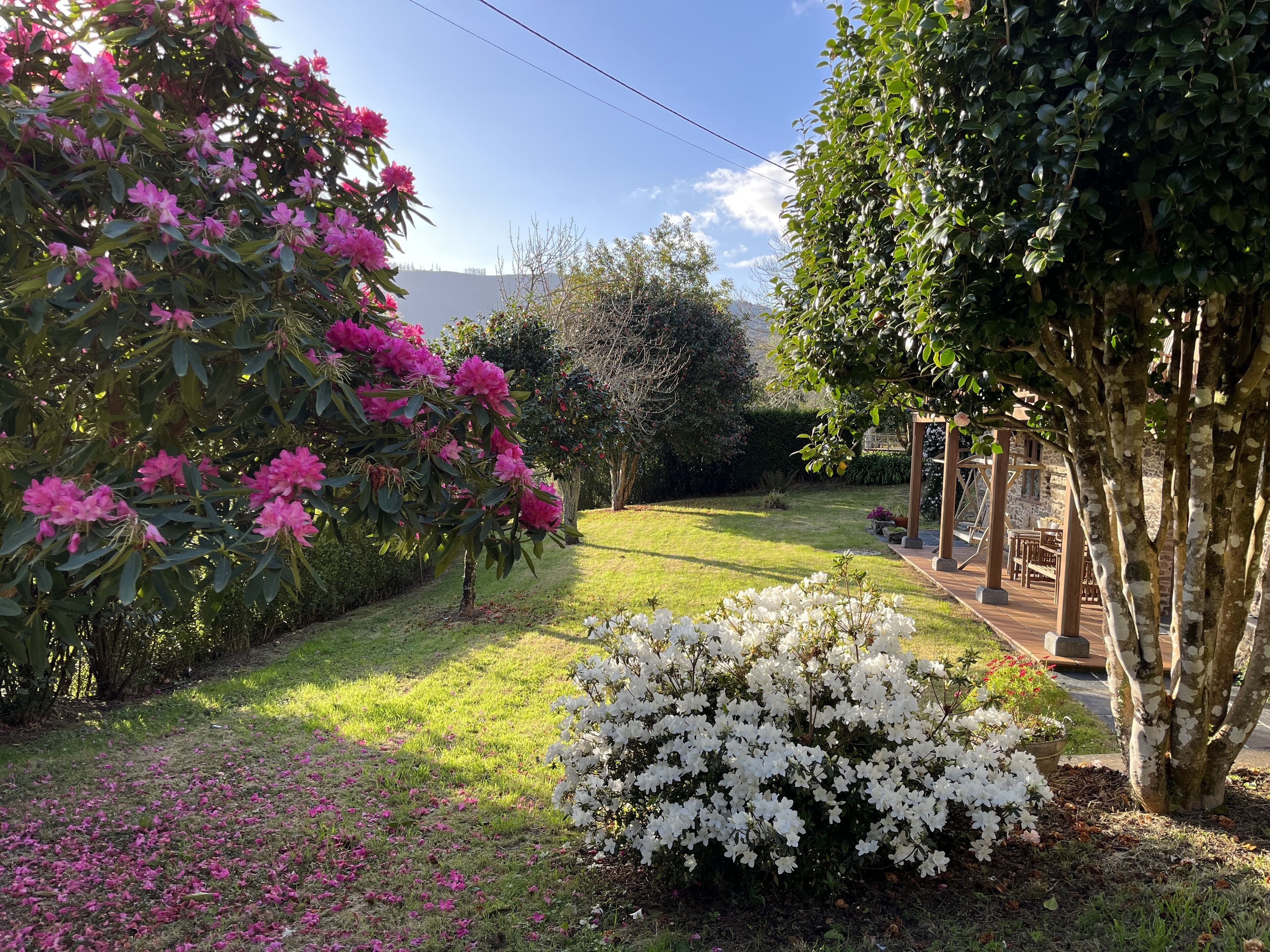 Un jardín con arbustos florecientes y una pérgola de madera.