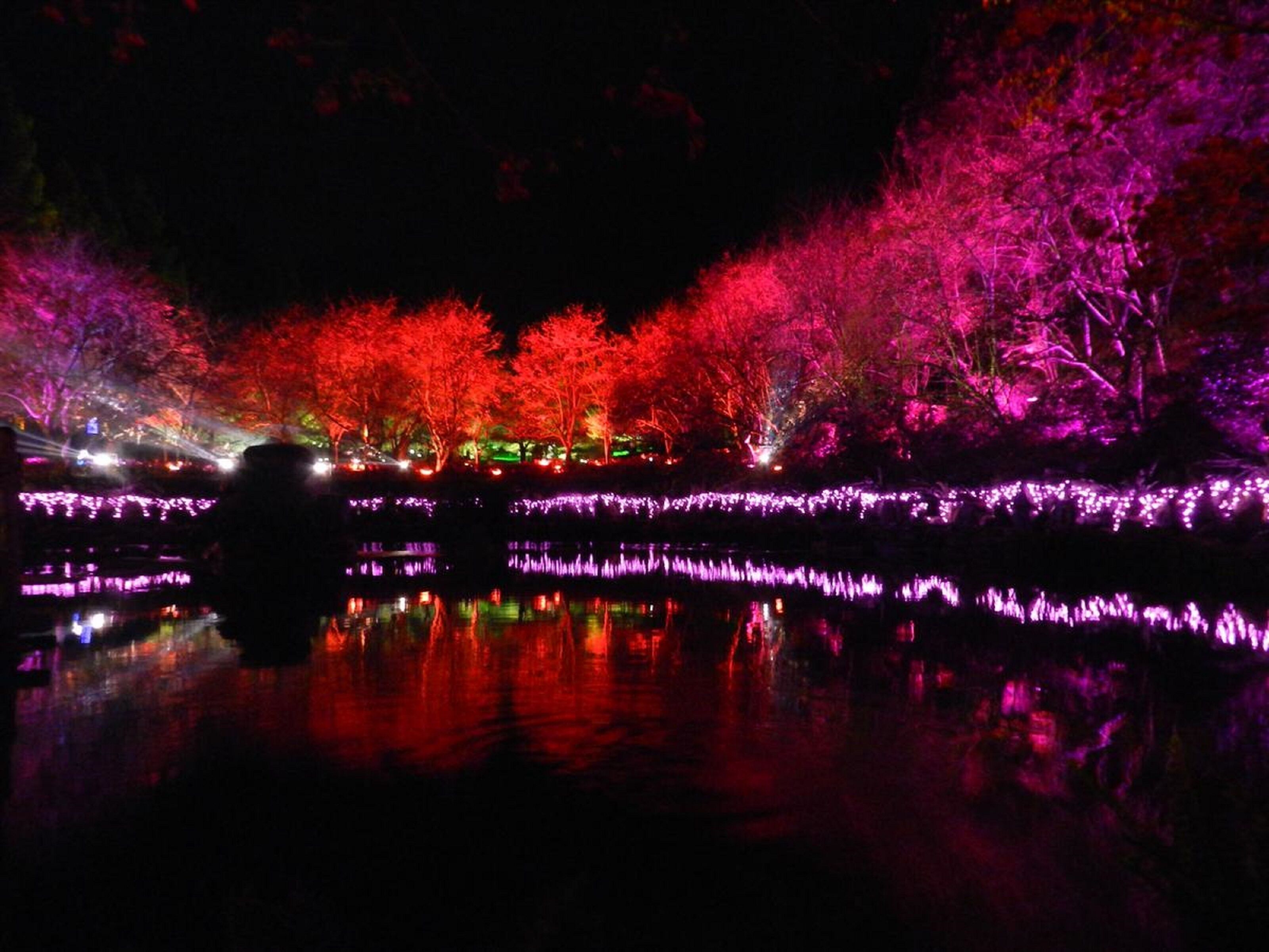A nighttime view of a park with illuminated trees and a body of water reflecting the lights.