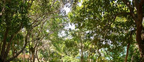 Taman