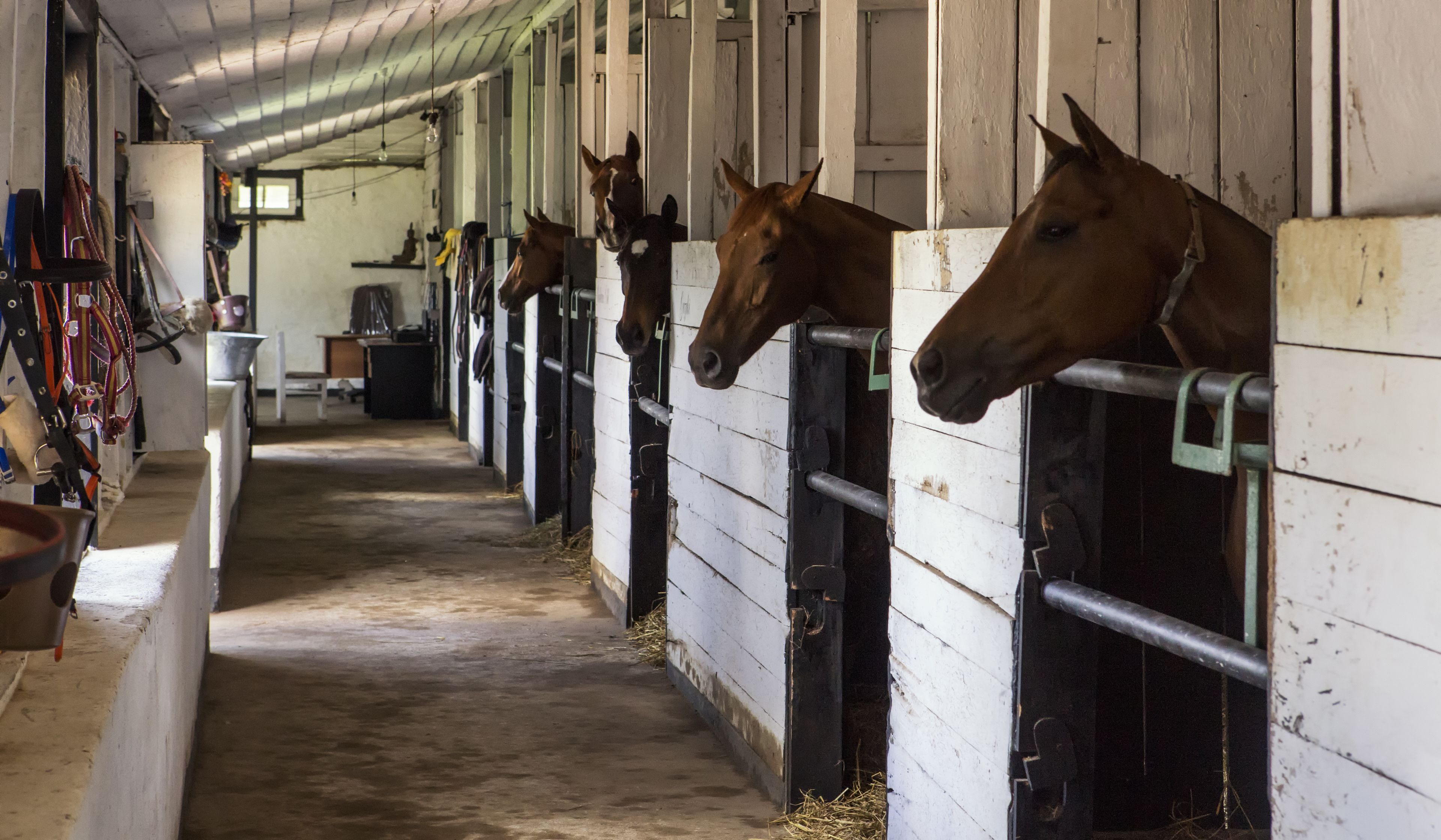 Establos con caballos en puestos individuales, piso de concreto y un largo pasillo que conduce a una salida.