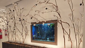 LCD-TV