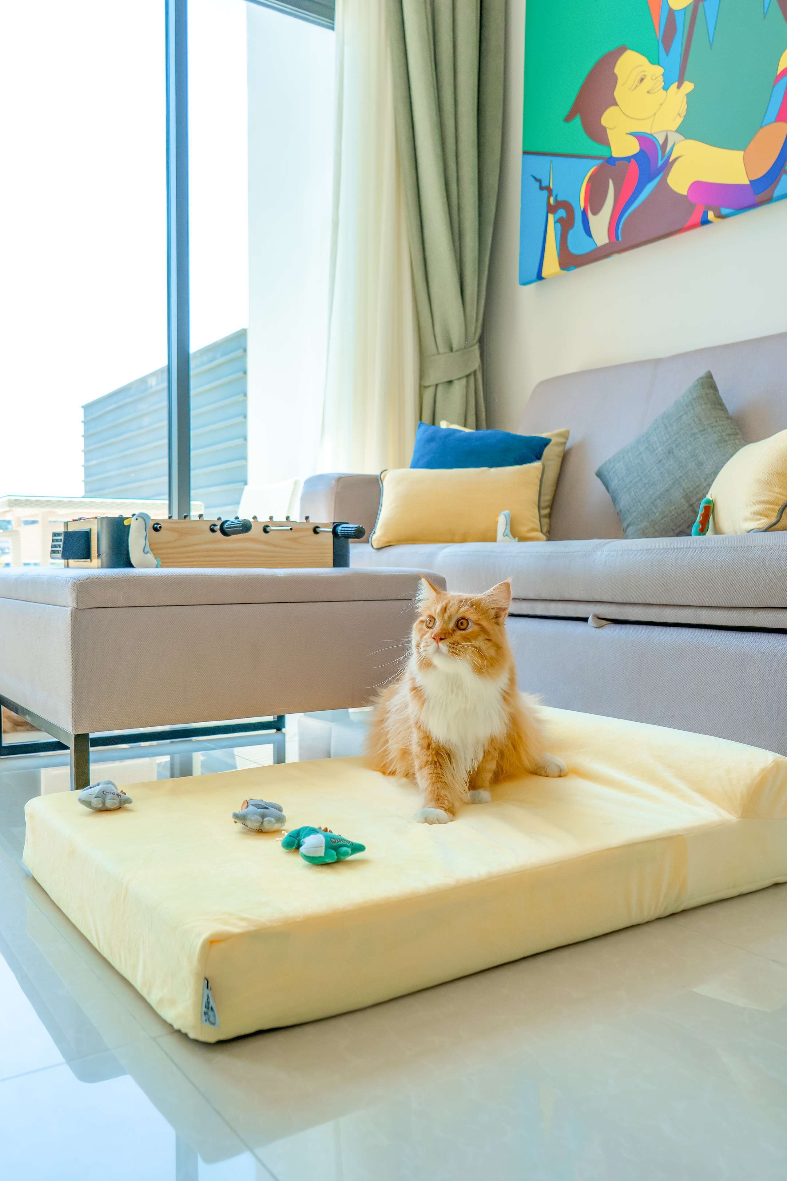 Un chat est assis sur un matelas dans un salon moderne, avec un canapé, des coussins et un tableau accroché au mur.