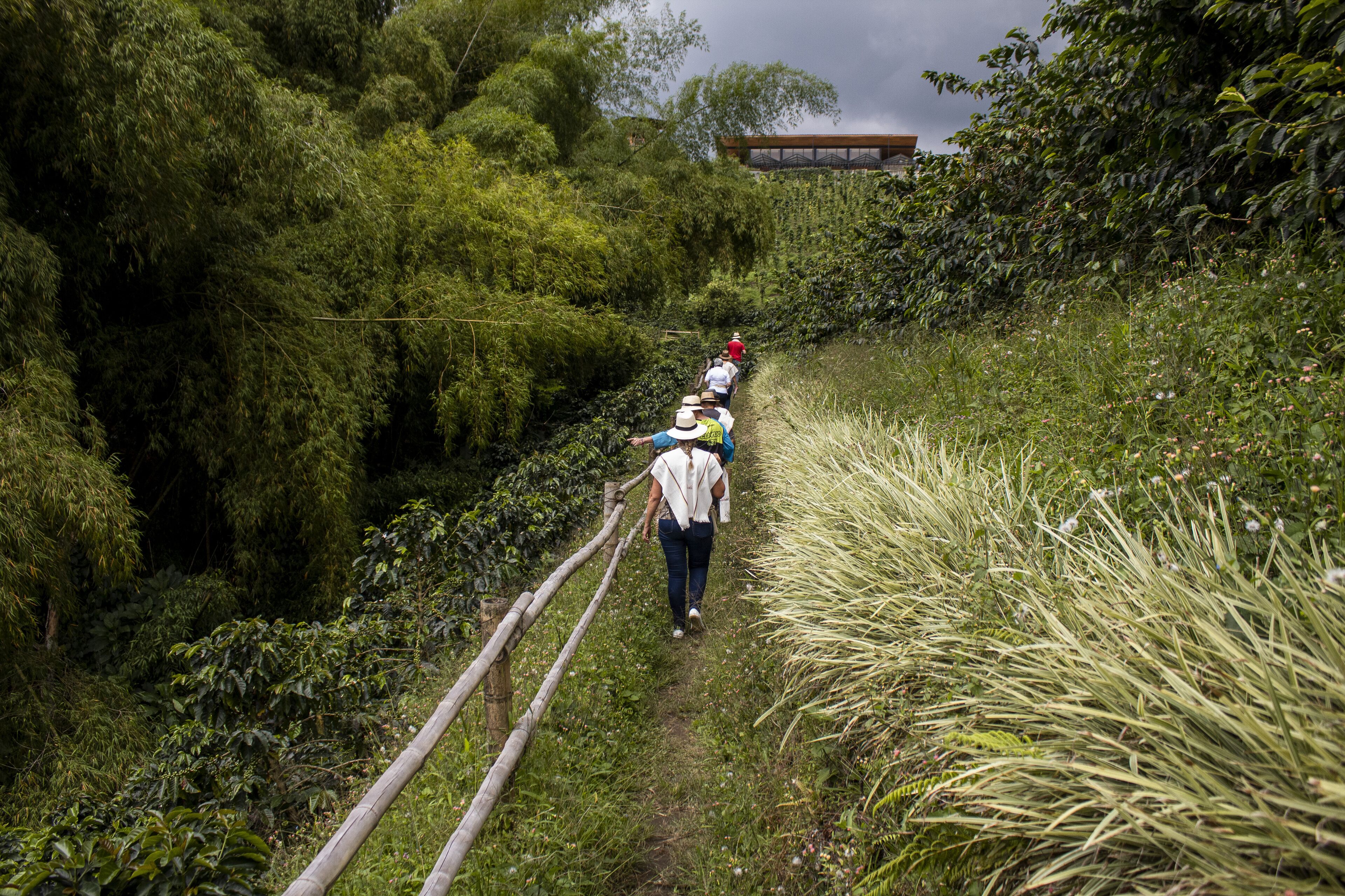 A narrow, natural trail surrounded by dense vegetation and bamboo fences.