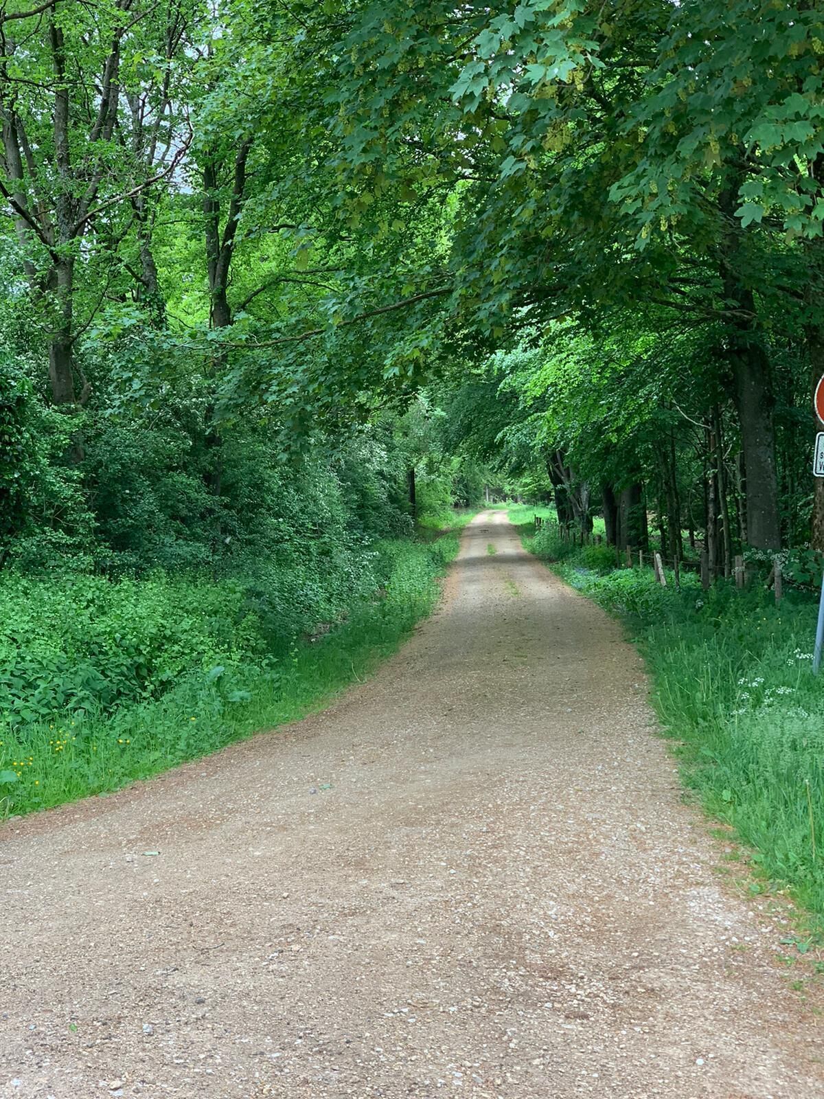 A gravel path surrounded by dense green foliage.