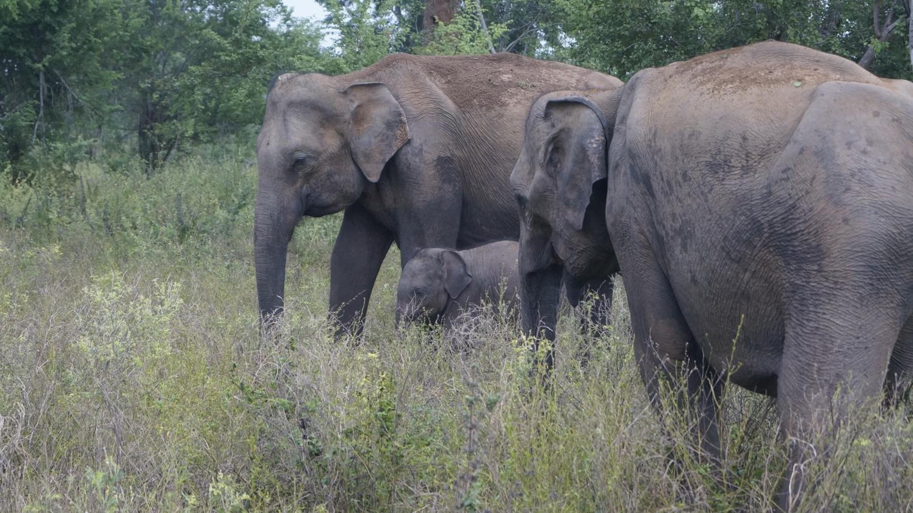 A group of elephants in a natural setting with dense vegetation.
