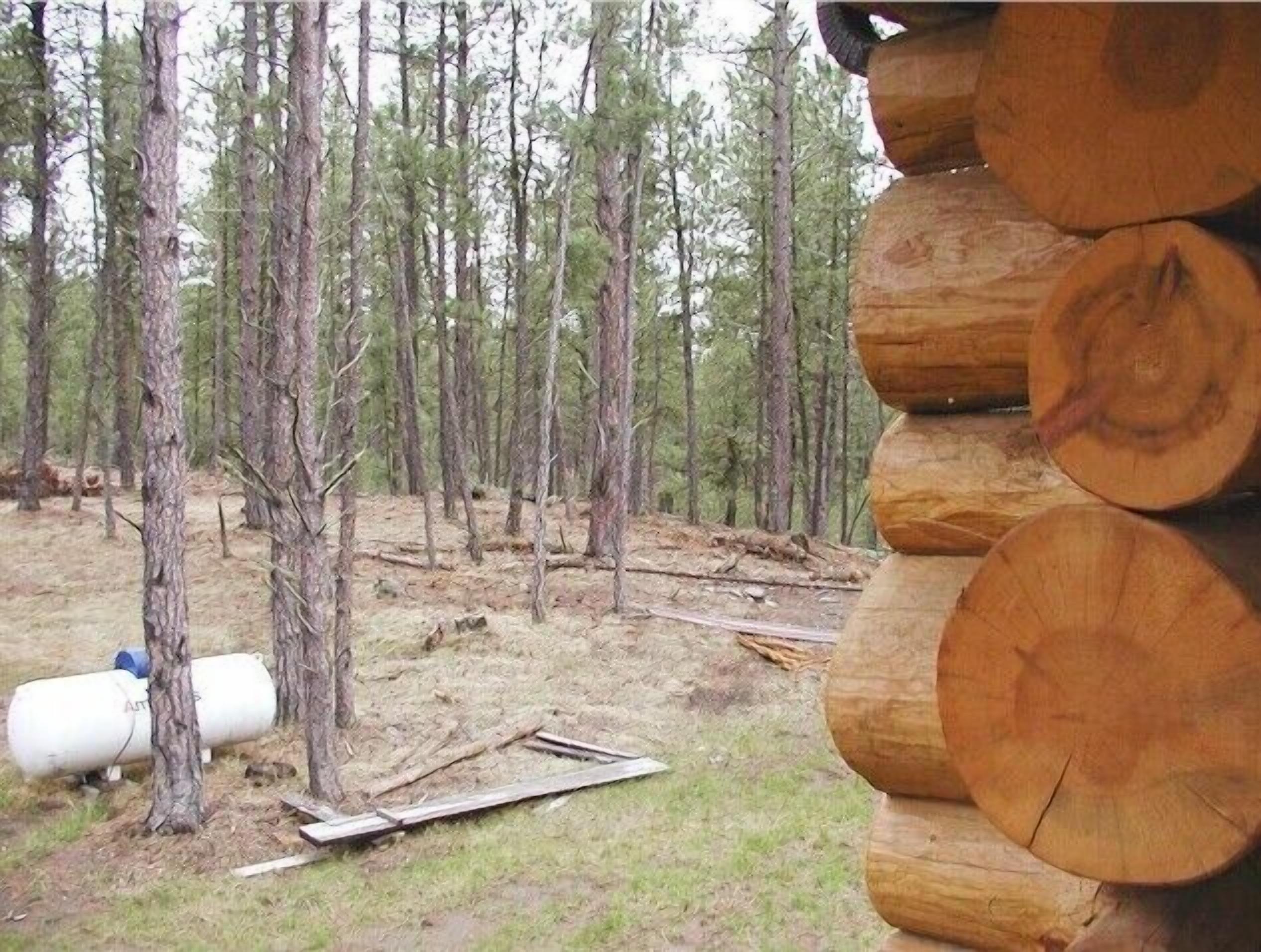 A forest with tall trees and a stack of logs.