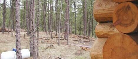 A forest with tall trees and a stack of logs.