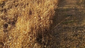 Un paysage rural avec une clôture en bois, un arbre isolé et un bâtiment en arrière-plan.