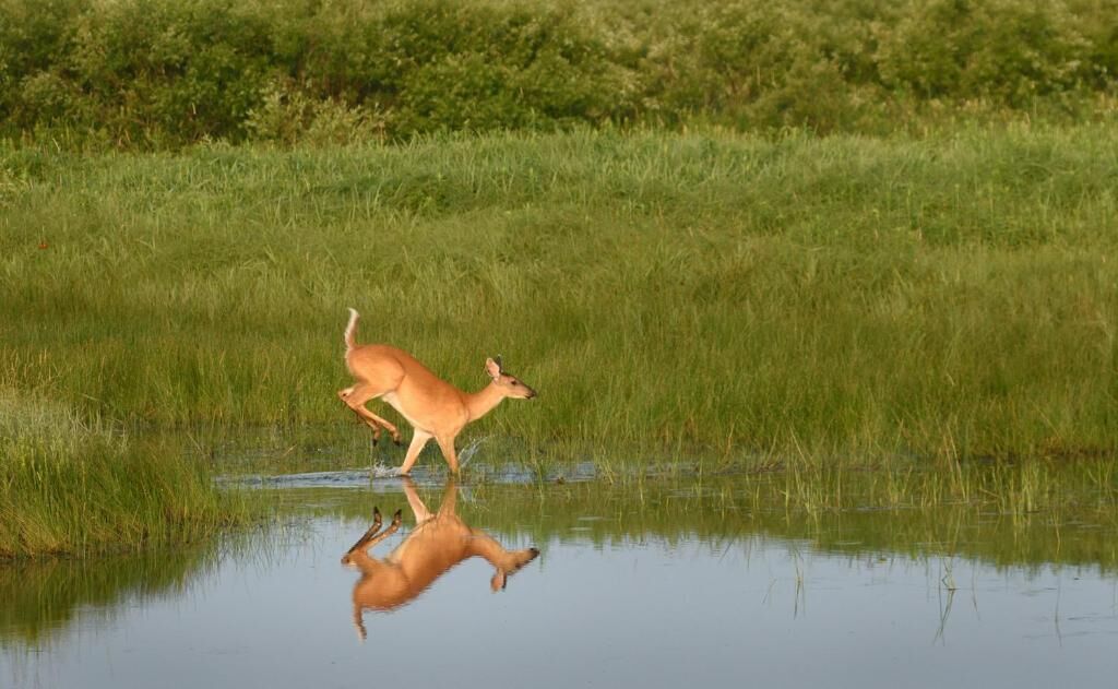 A deer walking through a grassy field with a body of water in the foreground.