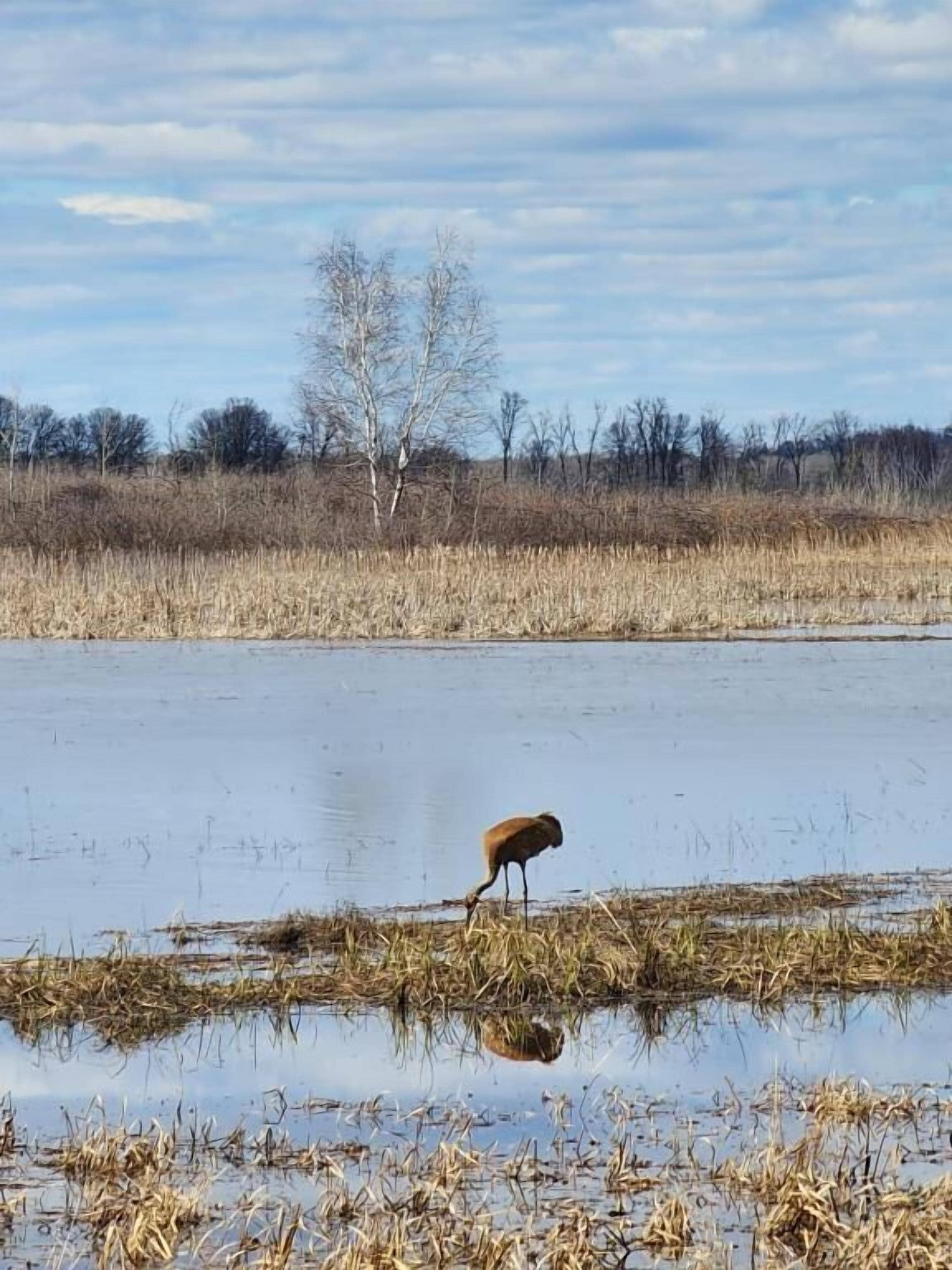 Un oiseau se tient dans une zone humide, où la végétation est clairsemée et le ciel est dégagé.