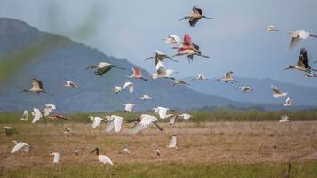 Eine Vogelschwärme fliegt über ein grünes Feld mit Bergen im Hintergrund.