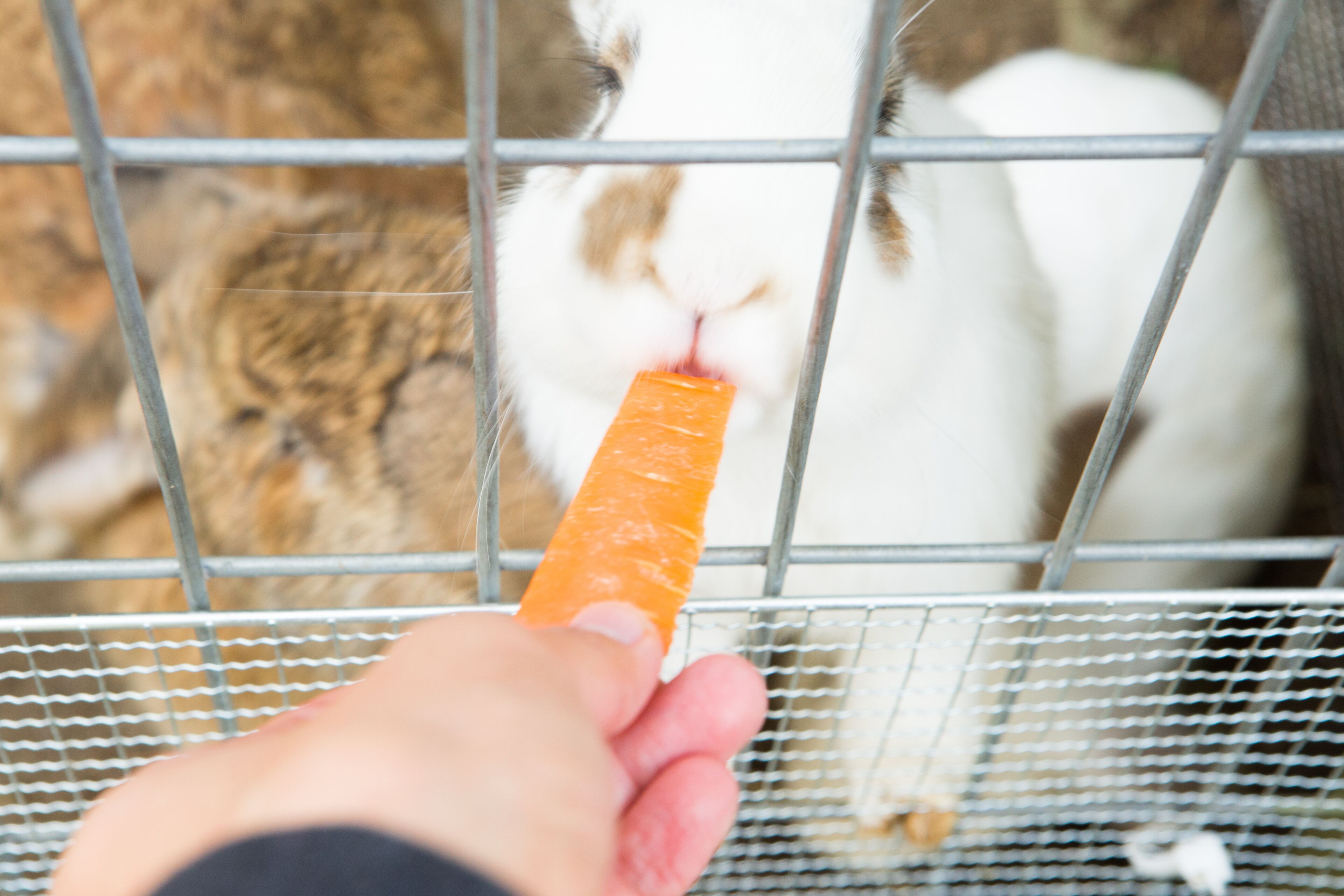 Une personne donne une carotte à un lapin à travers un grillage.