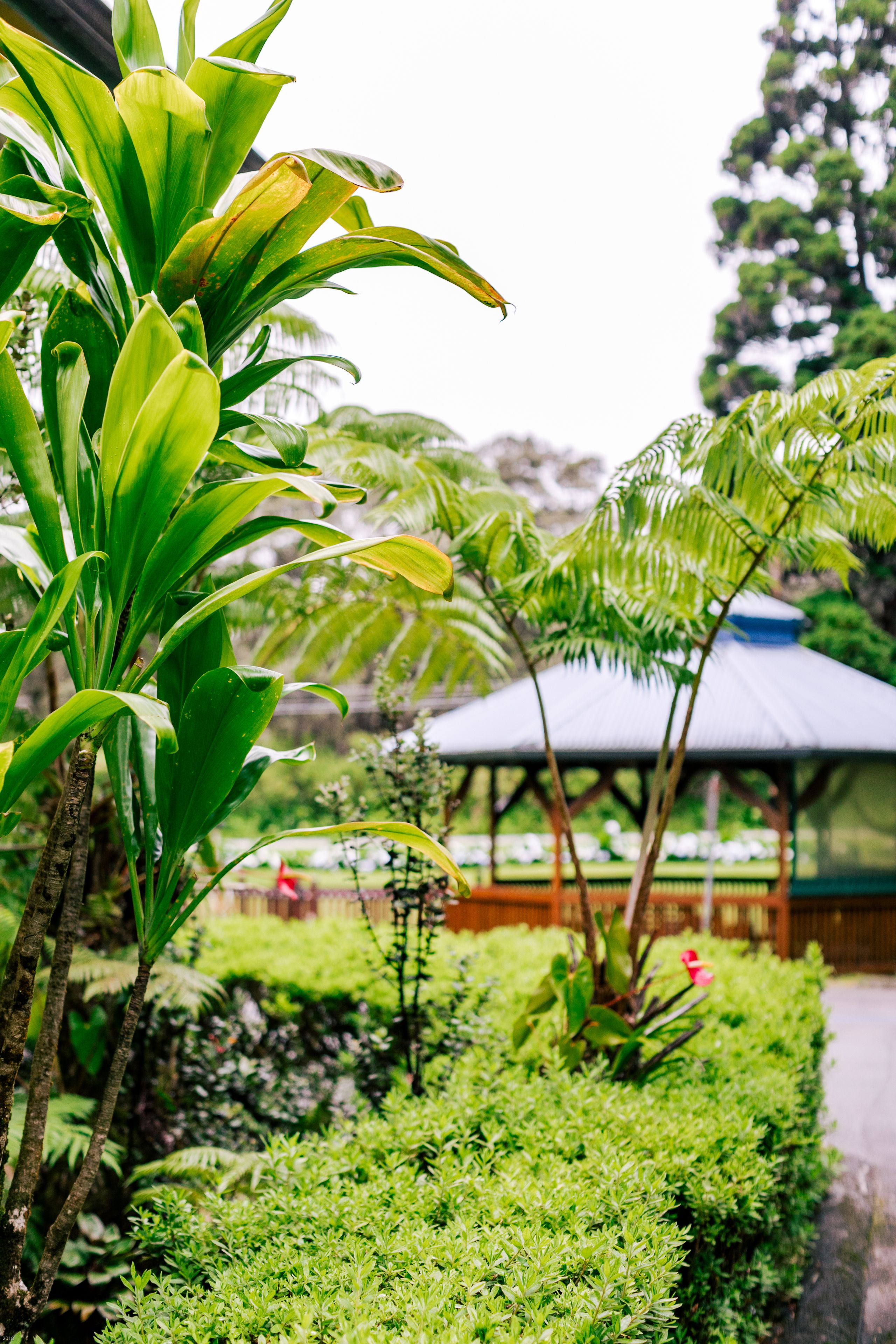 Un jardin luxuriant, avec une variété de plantes et un belvédère.
