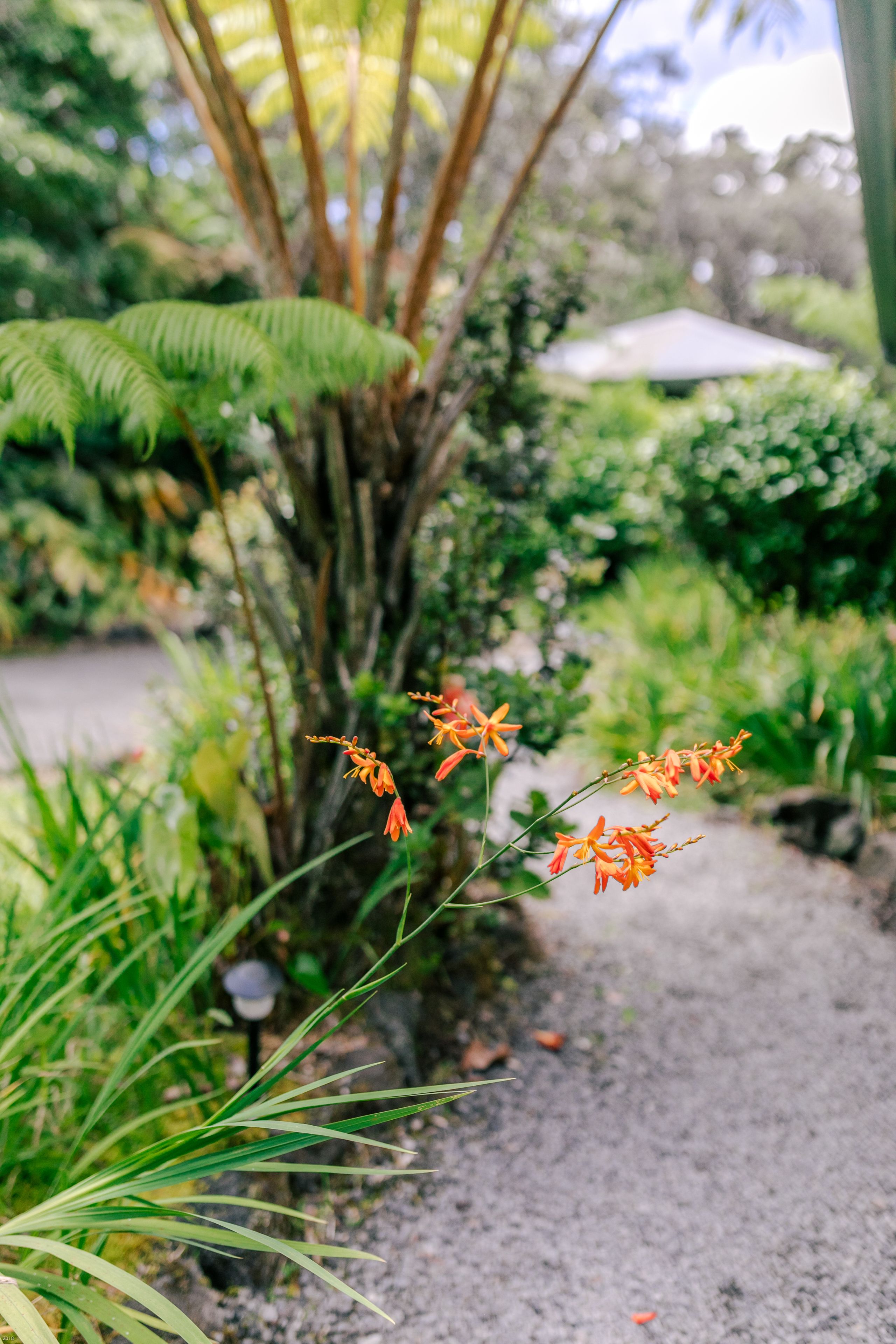 A garden pathway with ferns and orange flowers.