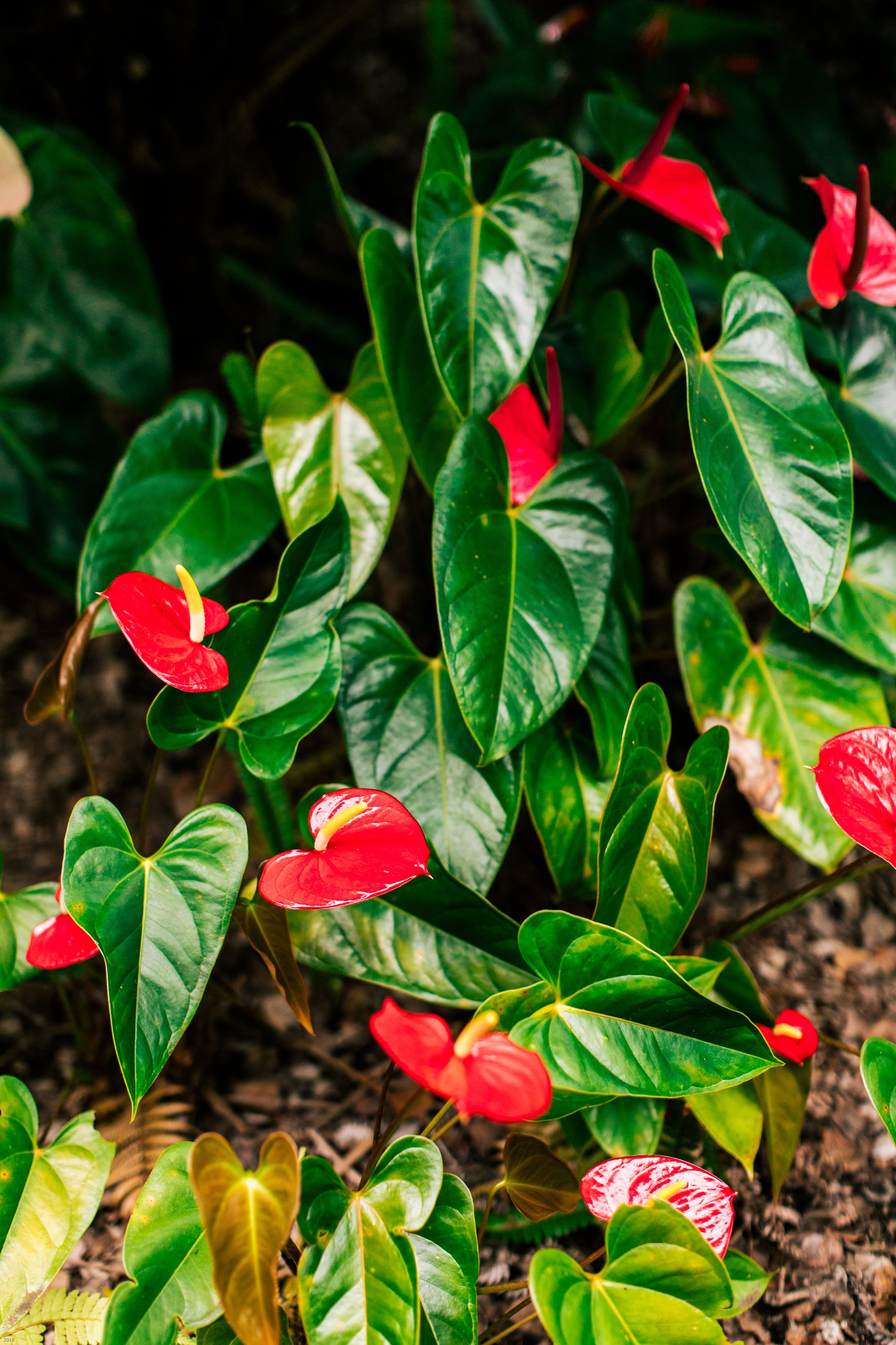 A close-up of red flowers with green leaves.