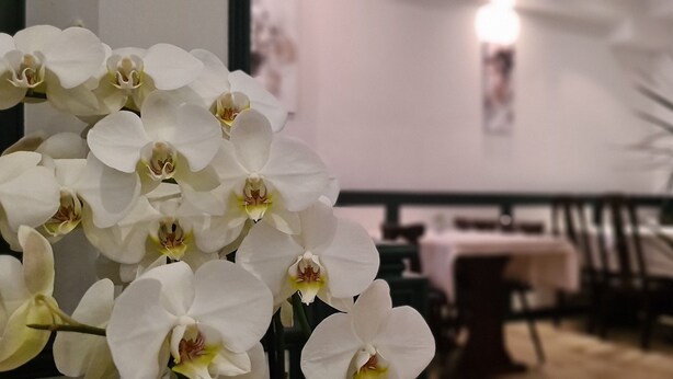 Un área de comedor con orquídeas blancas en primer plano, una mesa con sillas y una planta en maceta al fondo.