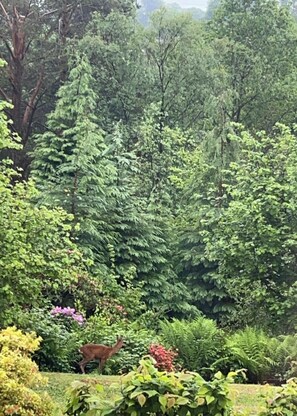 A deer in a lush garden with dense foliage and various plants. - Braeburn Guest House / B&B (Fort William)