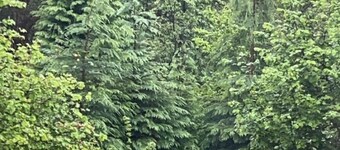 Braeburn Guest House / B&B