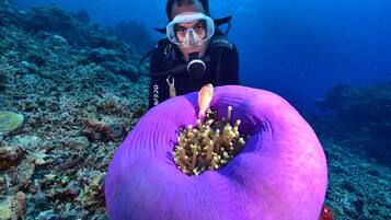 Un buceador sostiene una anémona de mar púrpura con tentáculos, rodeado de un arrecife de coral.