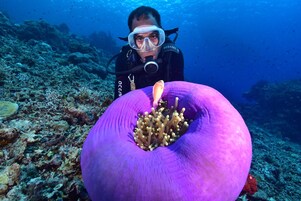 Un buceador sostiene una anémona de mar púrpura con tentáculos, rodeado de un arrecife de coral.
