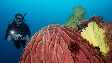 A diver with a camera near a large, textured coral formation.