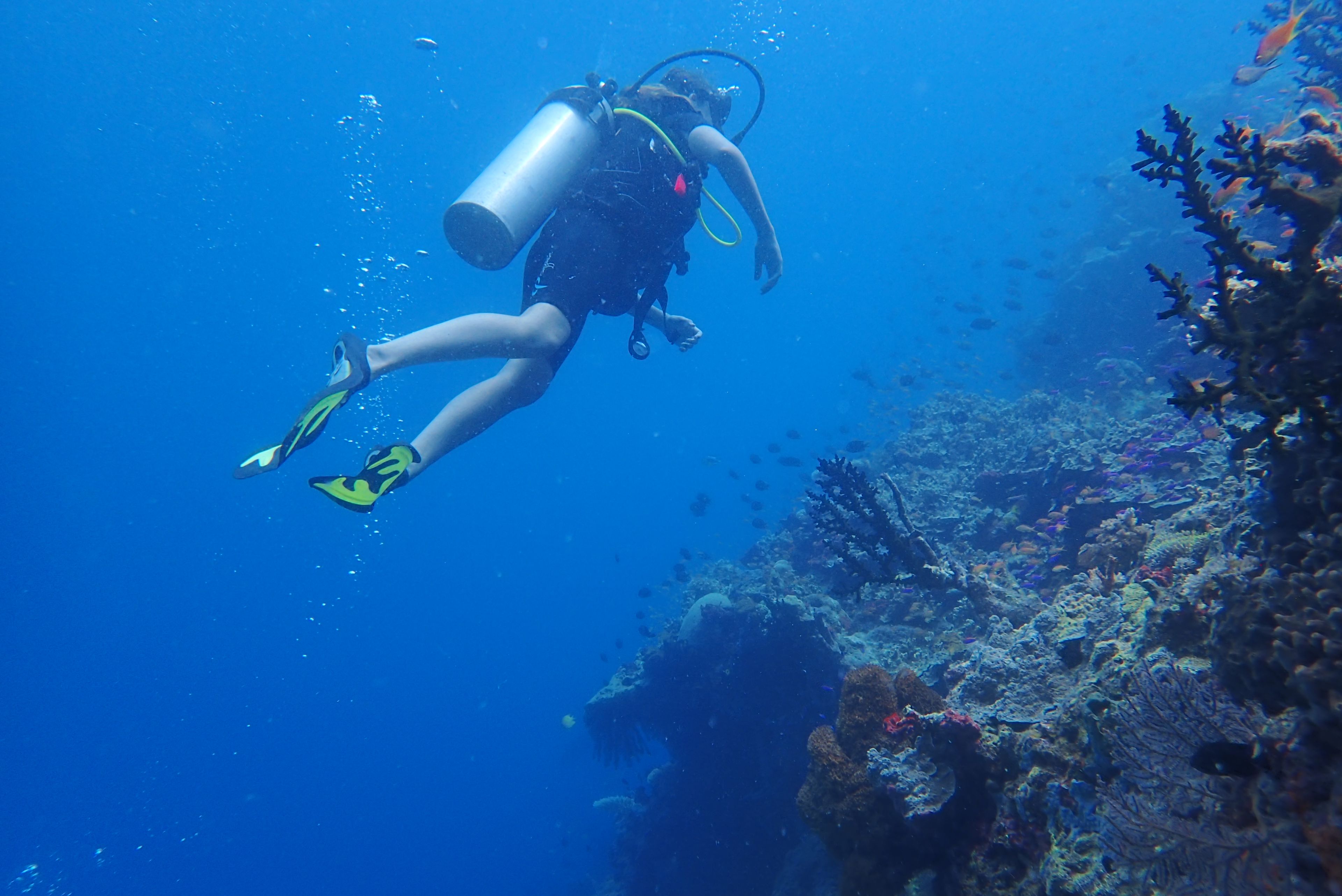 A diver underwater with a scuba tank, surrounded by marine life and coral formations.