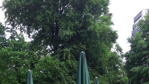 A statue in a garden with tables and benches, surrounded by trees and umbrellas. - St.-Michaels-Heim Hotel (Berlin)