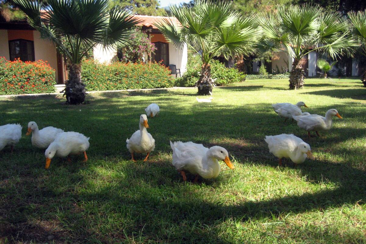 A grassy area with white ducks and palm trees.