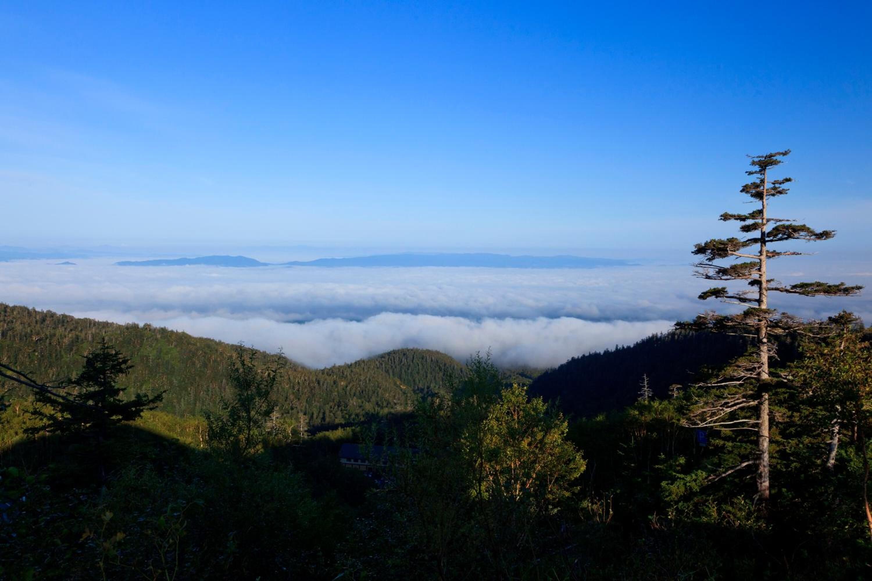 Paisagem montanhosa com vista clara de colinas arborizadas e uma árvore em primeiro plano.