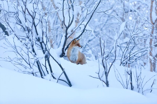 A fox in a snowy forest.