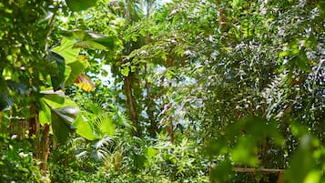 Caminho cercado por folhagem verde densa, que leva a uma área arborizada.