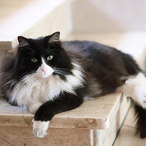 A black and white cat lying on a beige, textured surface. - Susy (Rimini)