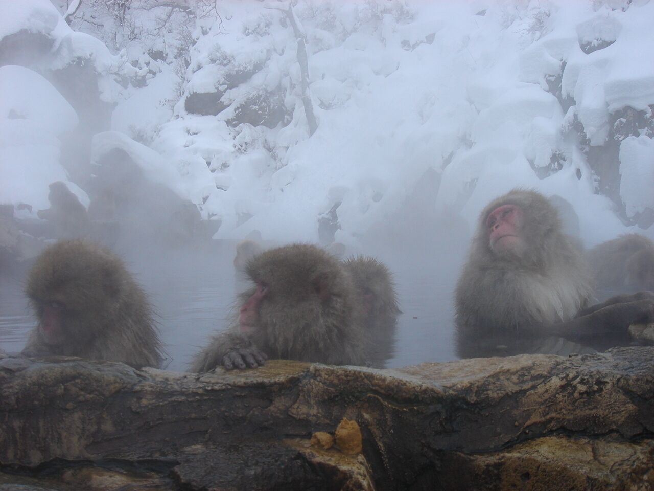 Monkeys sitting in a steam bath with snow-covered surroundings.
